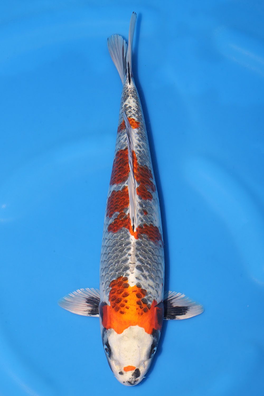 Kin Showa EXK-K3202 | Exclusively Koi
