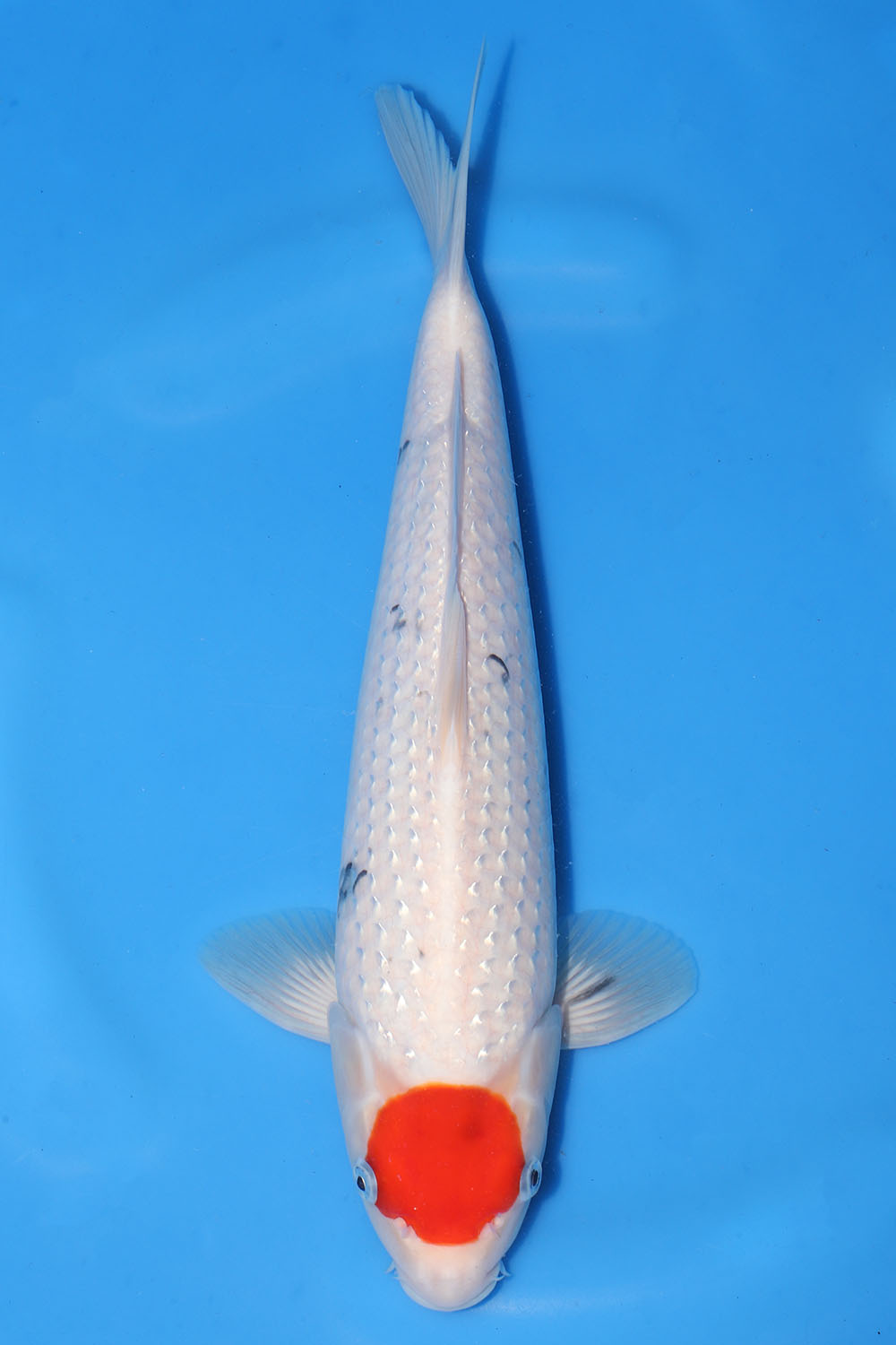 Pearl Gin Rin Tancho Sanke