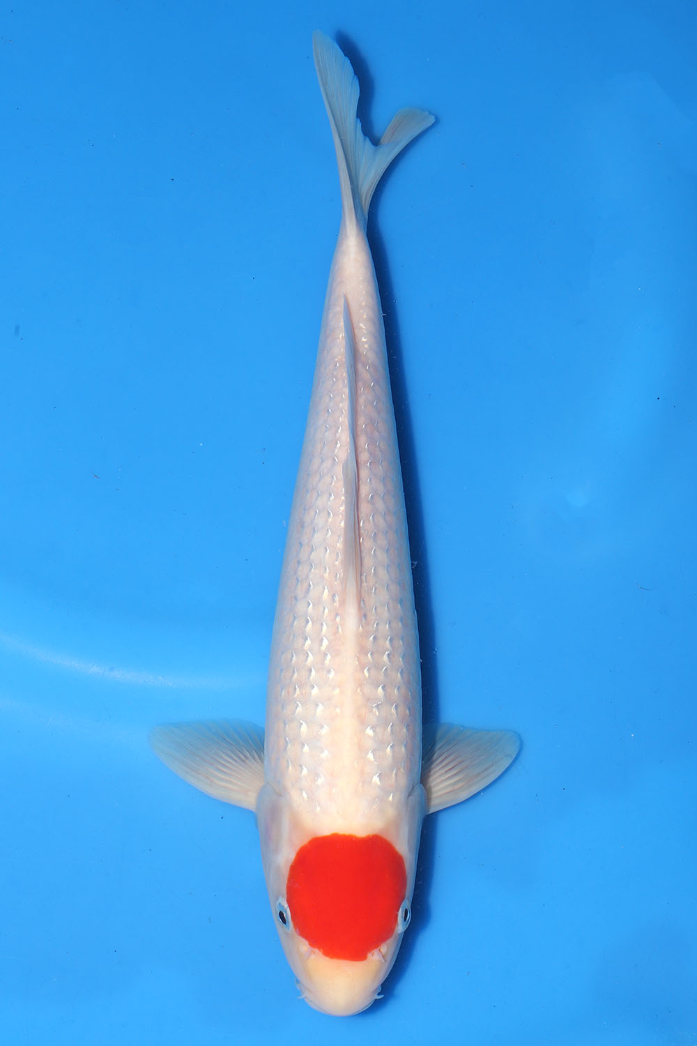 Pearl Gin Rin Tancho