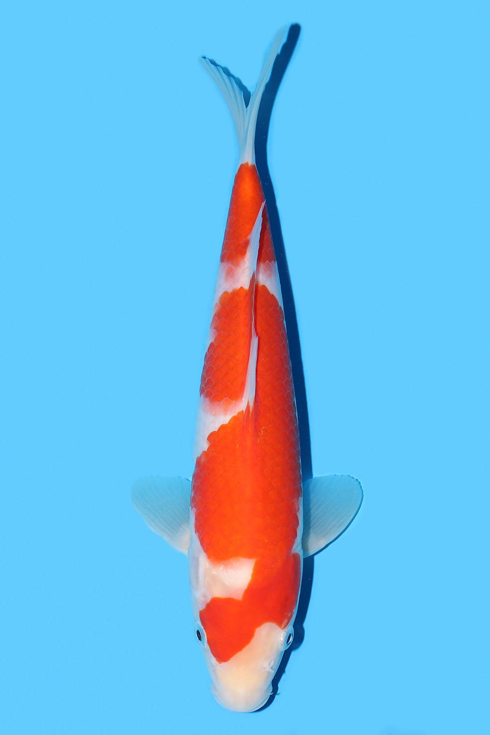 Kohaku