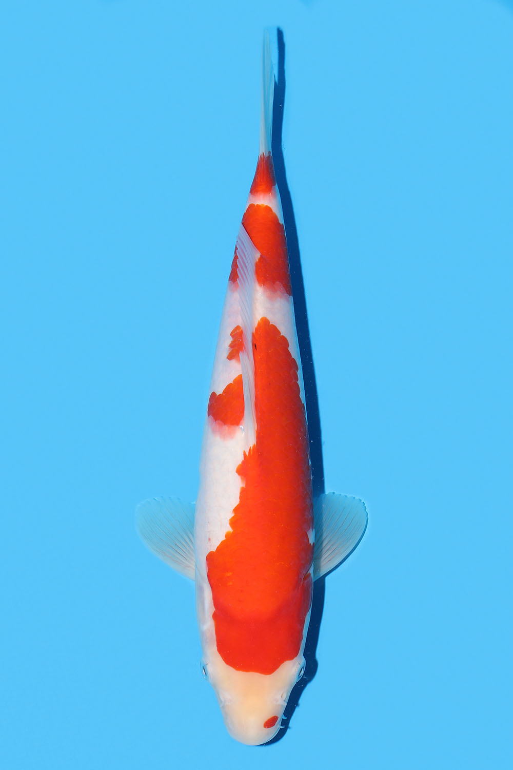 Kohaku