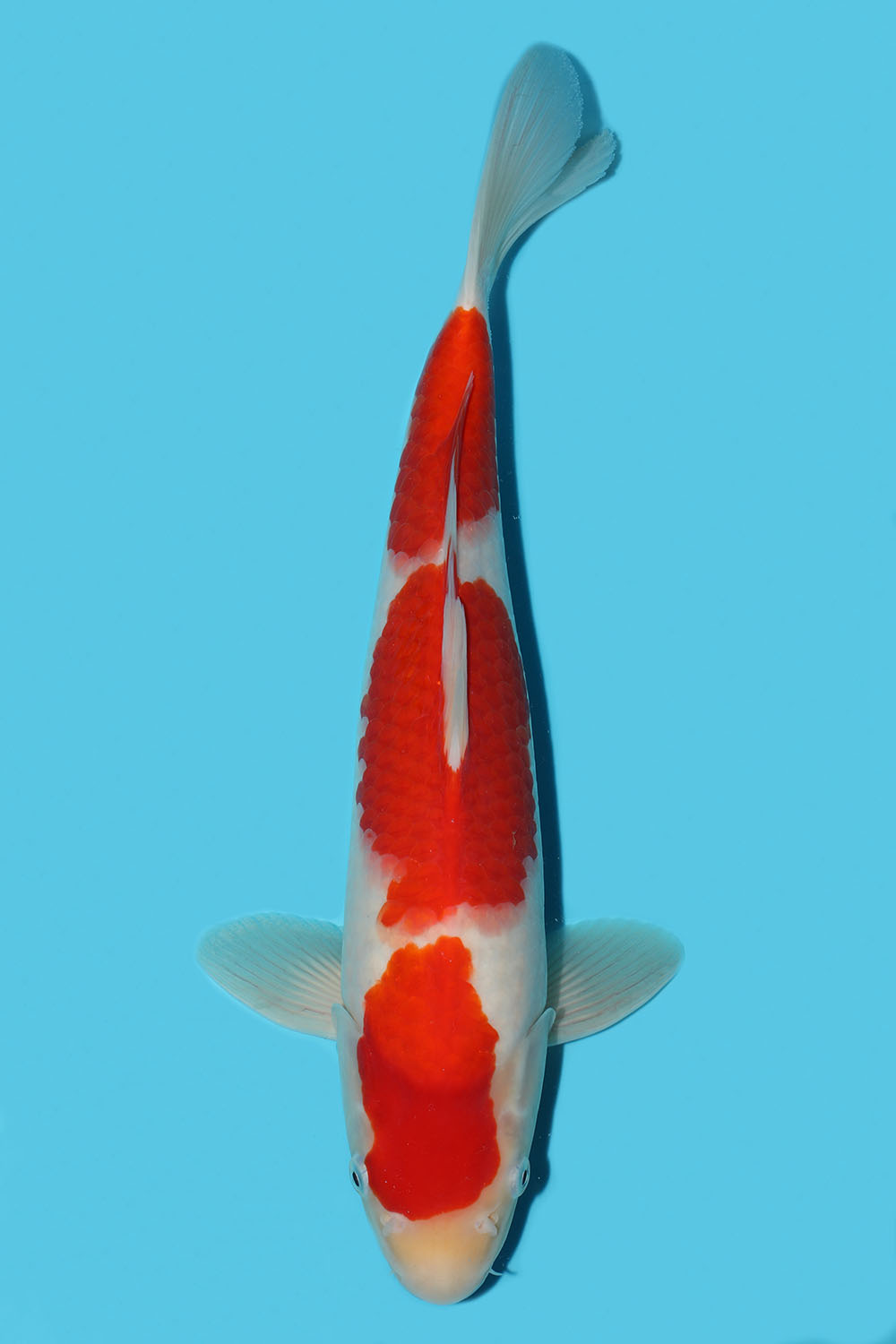 Kohaku