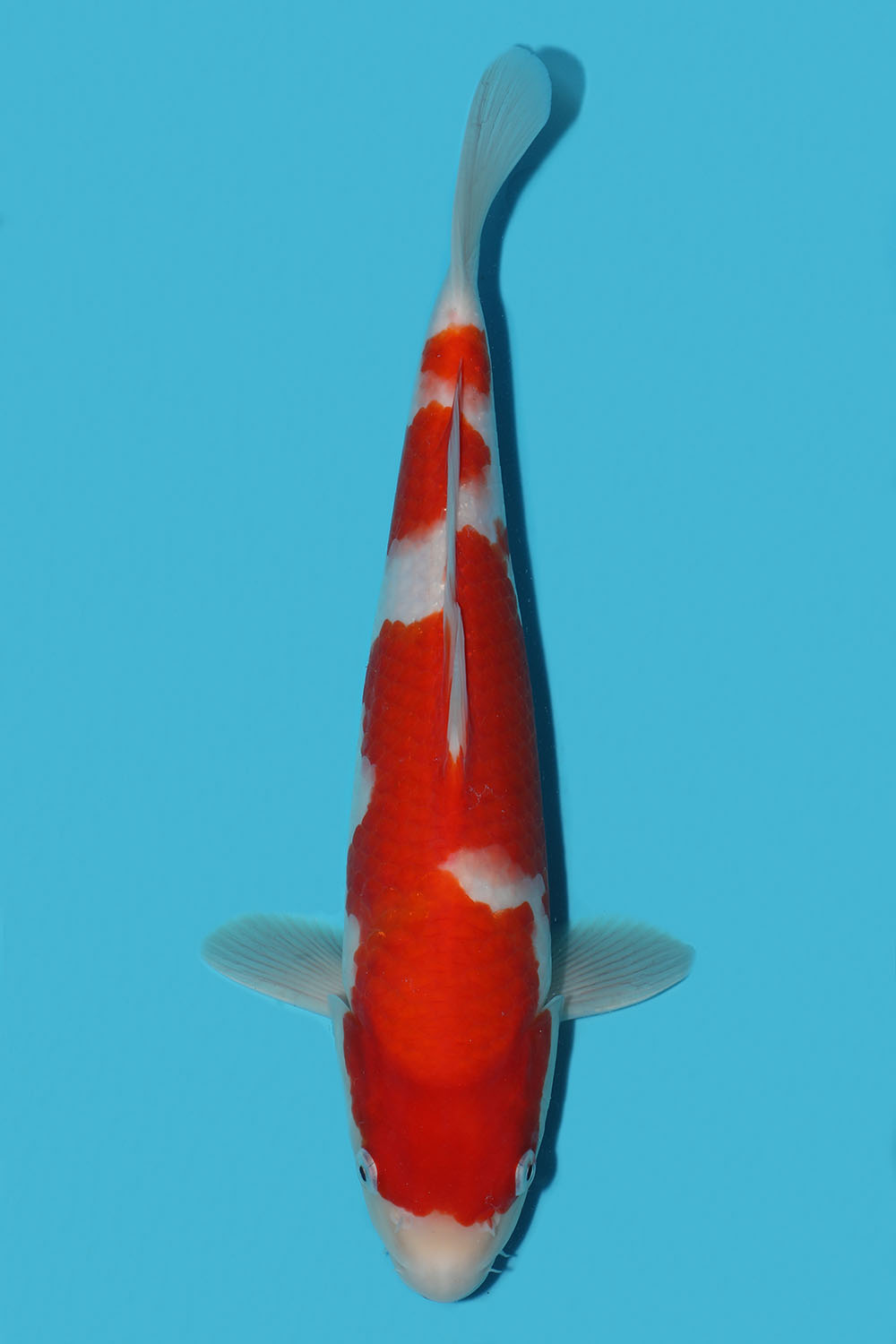 Kohaku