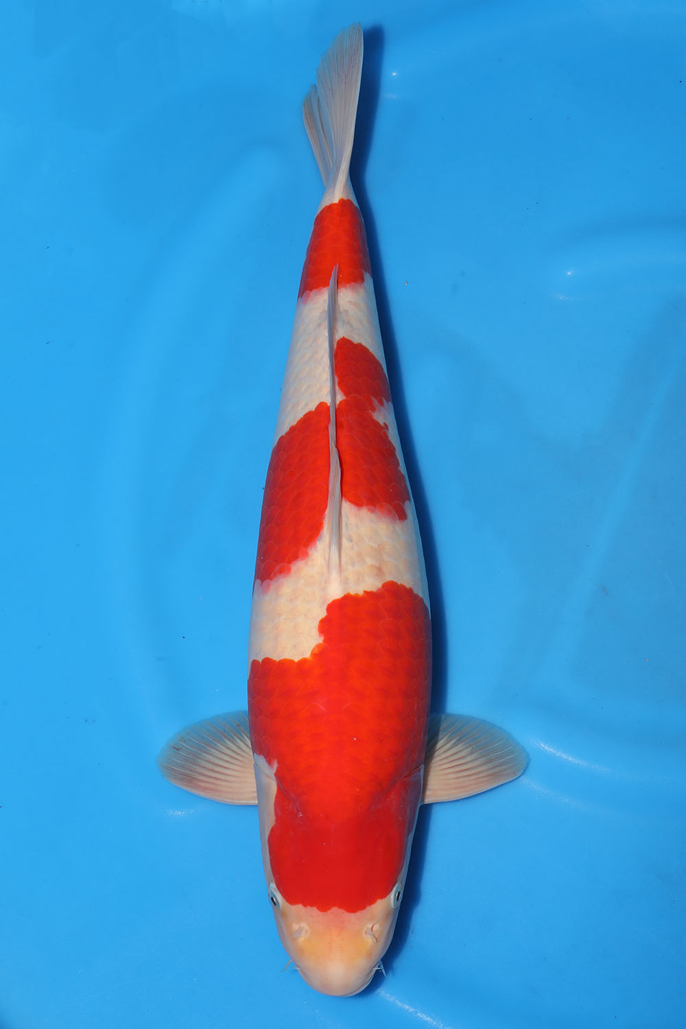 Kohaku