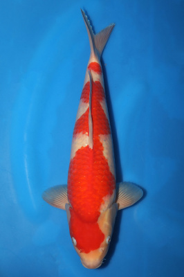 Kohaku